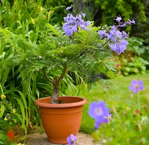 Image of Jacaranda Mimosifolia Neel Mohar Flower Live Plant for Home Garden Tree Fast Growing Tree Pack of 1 Healthy plant