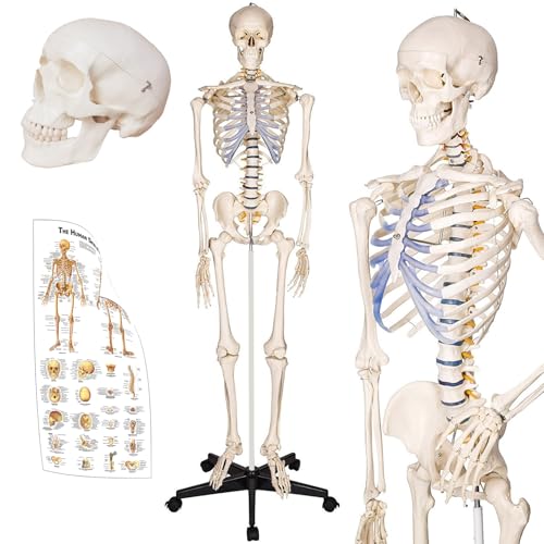 TakeTex 70.8" Life-Size Human Skeleton Model, Including Anatomical Skeleton Model + Colorful Chart + Cover