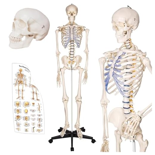 TakeTex 70.8" Life-Size Human Skeleton Model, Including Anatomical Skeleton Model + Colorful Chart + Cover