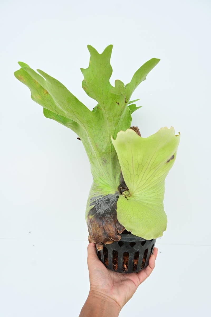 Amazon.co.jp: P.holttumii @bikamori.com ホルタミー ビカクシダ