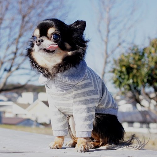 Amazon | 犬服工房 型紙 3種ハイネックラグランスリーブTシャツ 大きな