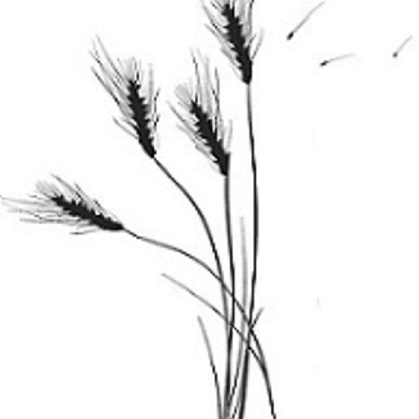 Sonlight Foursquare Church