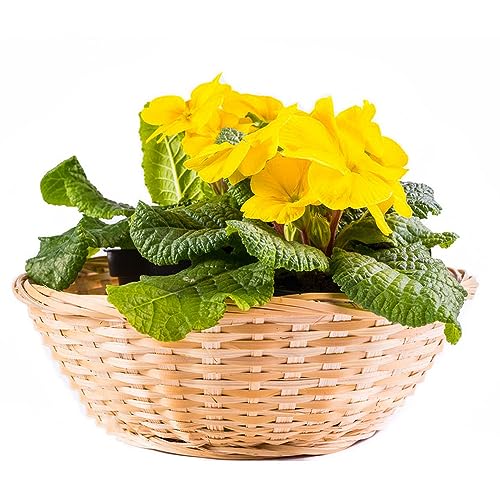 Primeln Winterhart Mehrjährig Die 15 besten Produkte im Vergleich