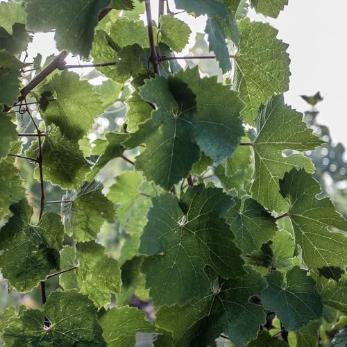 Gin Journey Mini Set 6 x 50ml 42,55% Vol.