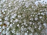3,000 Baby's Breath Flower Seeds