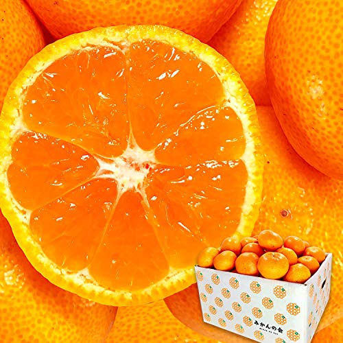 ʂ낢 Lc݂ 2.5s a̎R Gi L/M/STCŶꂩ p Ai