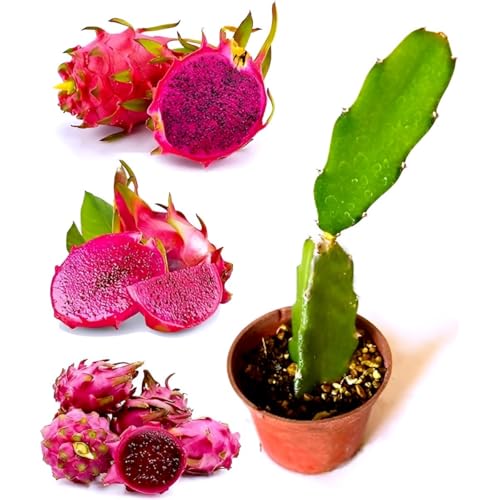 Image of Live Dragon Fruit Combo - Yellow, White & Red Varieties | Rare Cactus Fruit Plants for Home Garden | Fast Growing Pitaya | Organic Superfood | 3 Live Plants