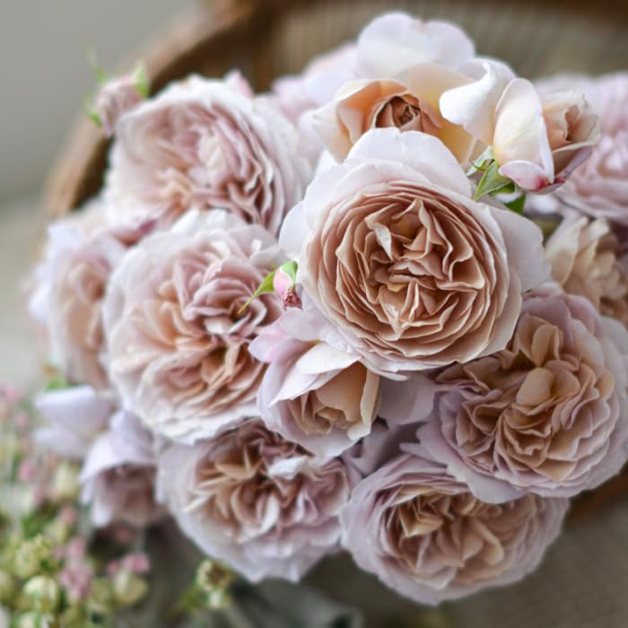 Amazon.co.jp: [ パニエ 新苗4号鉢 ] バラ苗 鉢植え 薔薇 ばら : DIY