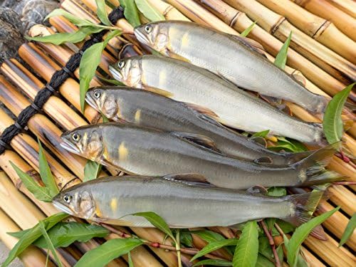 Amazon 新潟県魚野川産 天然鮎 ６０ ０ 急速冷凍 ５匹 Ll 111 0ｇ 125 0ｇ 特産魚沼 鮮魚 通販