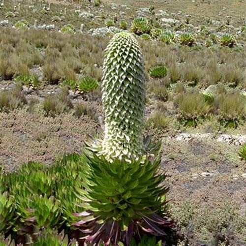 Lobelia Gregoriana Seeds (Tropical and Conservatory Seeds)