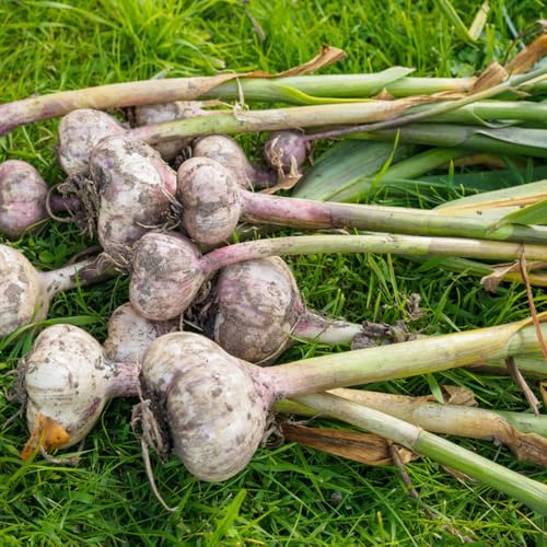 Semillas de ajo, resistentes para balcones comprar de ajo 300pcs