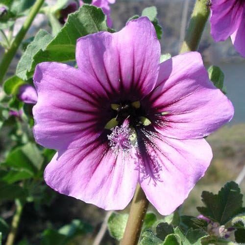 Plant World Seeds - Lavatera Arborea Seeds (Hardy Shrub Seeds)