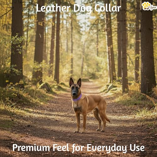 Image of ADITYNA Leather Dog Collar for Medium & Large Dogs, Adjustable 15-21 inch Neck | Padded, heavy-duty metal buckle. Great for walking, training and hiking - ideal for Labrador, Boxer, Pitbull and Collie.