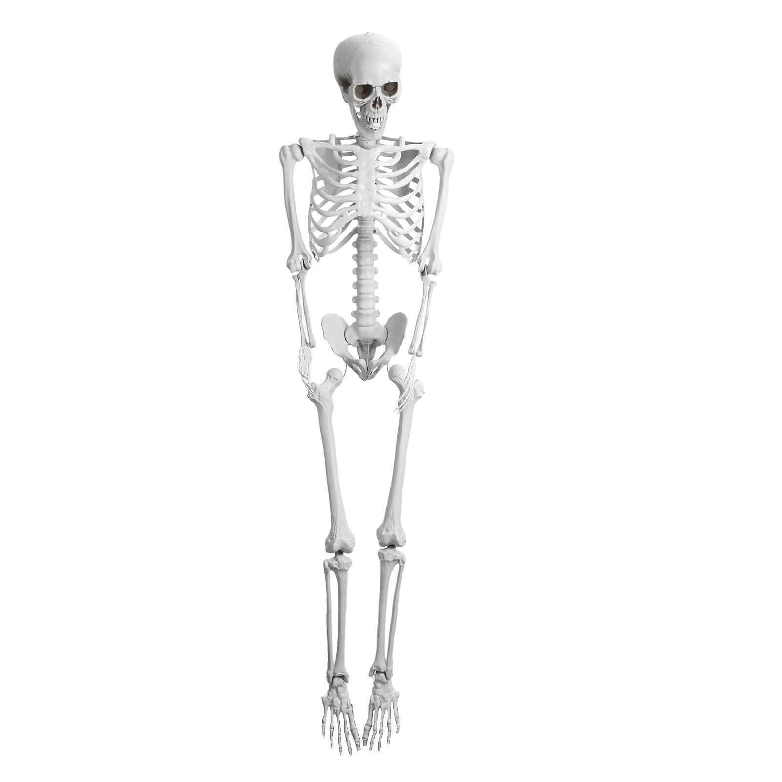 165 cm ludzki szkielet model możliwy szkielet model 165 cm wysokości plastikowe dekoracje szkieletu na Halloween z ruchomymi przegubami do dekoracji wewnątrz i na zewnątrz