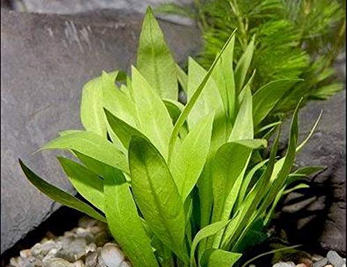 Breitblättrige Zwergamazonas/Echinodorus quadricostatus -...