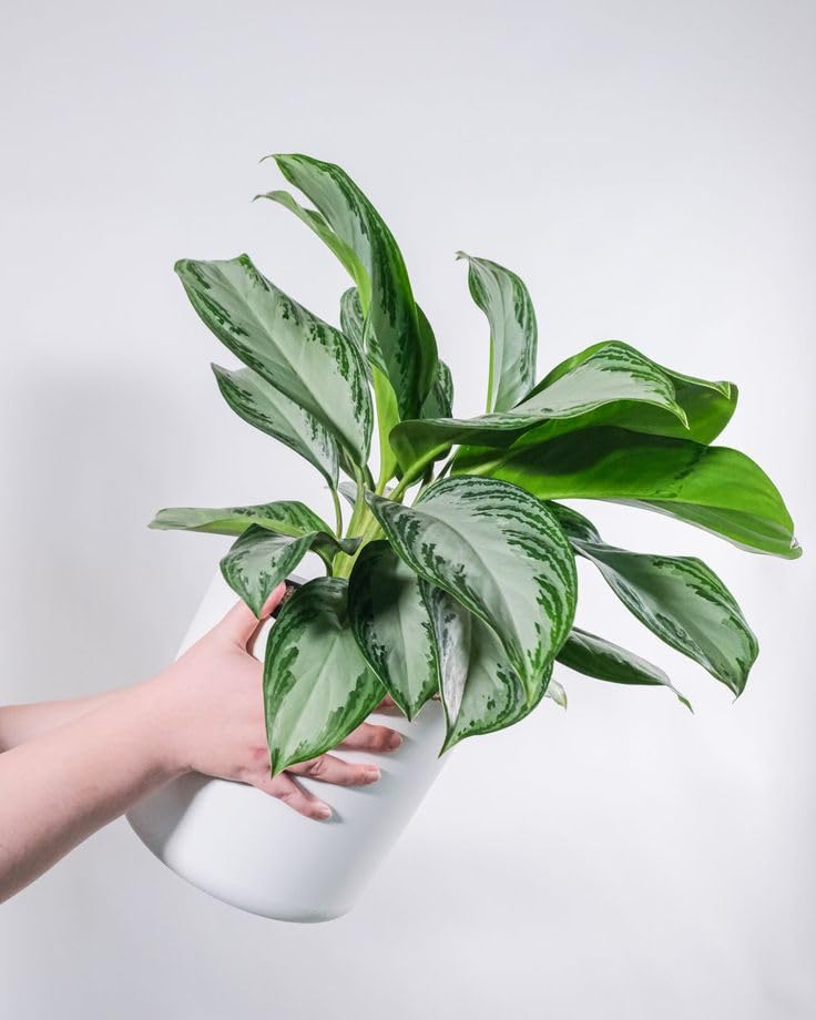 Indoor/Outdoor Aglaonema Silver Queen Plant – Air Purifying Live Plant in low maintenance-image-21
