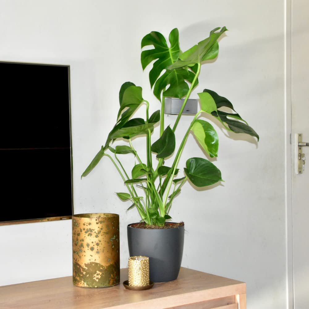 ZynesFlora Monstera Deliciosa -  21 cm Doniczka do rolin - Wysoko: 80  cm - Roliny domowe : Amazon.pl: Ogrd