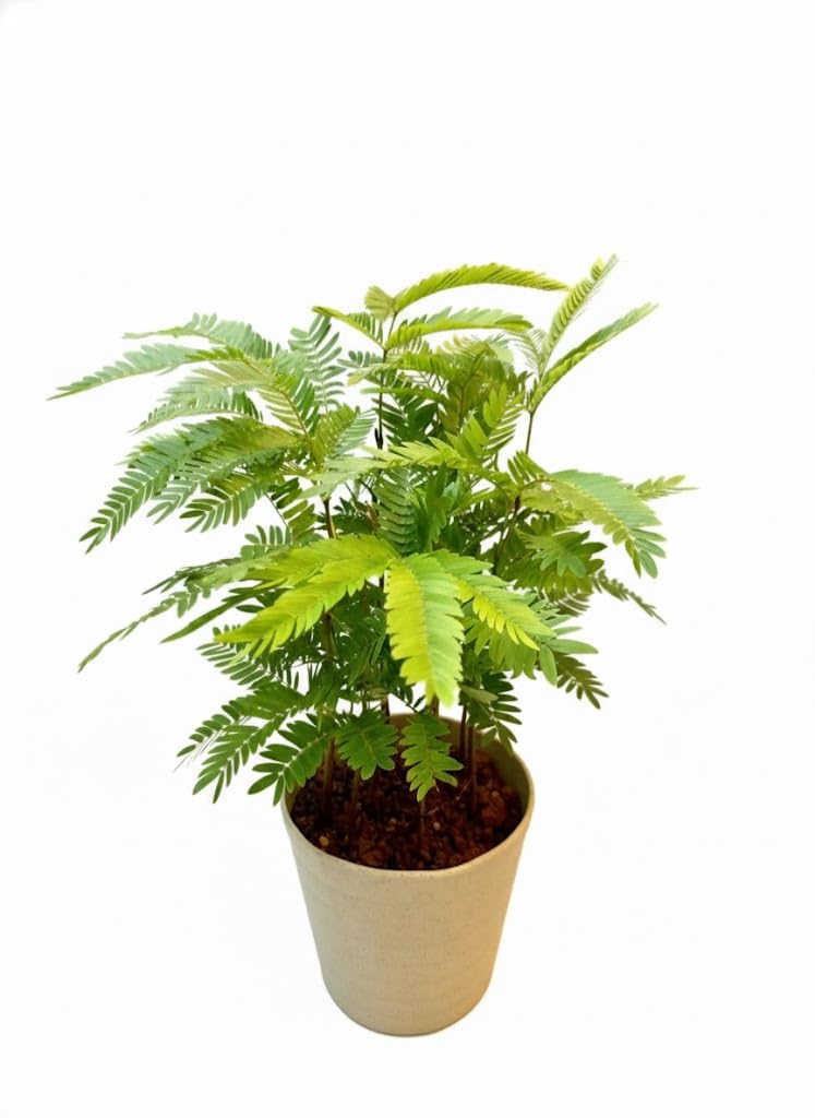 Amazon｜エバーフレッシュ 3.5号｜観葉植物 オンライン通販