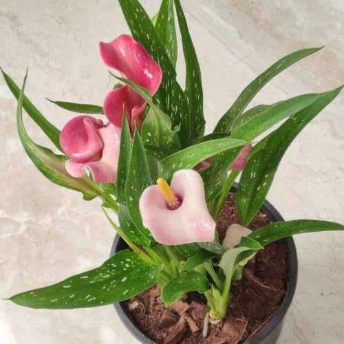 Image of Calla Lily Live Plant ? Zantedeschia Pink Flower Bulbs with Pot ? Pack of 1 | Indoor & Outdoor Decorative Flowering Plant | Elegant Pink Bloom for Home Garden