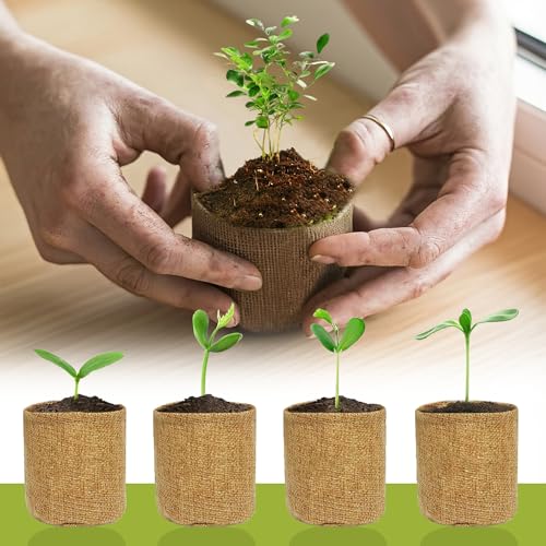 Kit de cultivo de árbol bonsai todo en uno miniatura 6