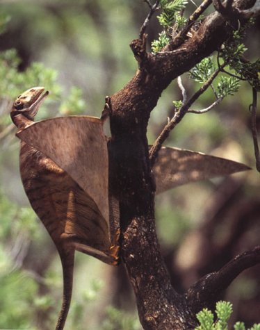 Walking with Dinosaurs: A Natural History - Image 2