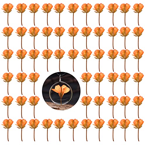 60 flores de colza secas prensadas naranja para resina miniatura 1