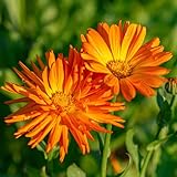 calendulasamen bio - mehrjährige winterhart kräutersamen exotische balkon 350pcs