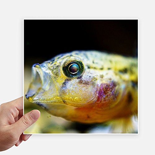 Stickers cuadrados de peces tropicales de 20cm para identificar maletas y decorar paredes 2