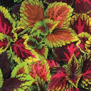 Park Seed Kong Empire Mix Coleus Seeds – Grow Your