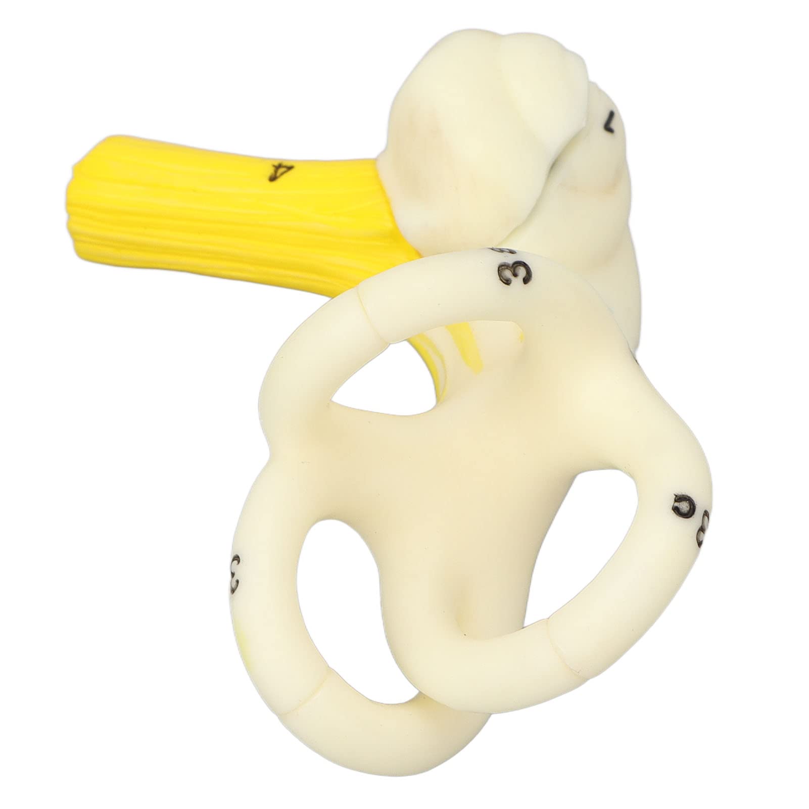 Inner Ear Maze Model, High Simulation Educational Semicircular Ear Canal Model for Children_1-image-22