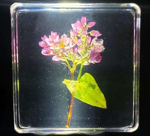 Image of 38mm Real Buckwheat Flower in Crystal Clear Lucite Resin Specimen Botanist Herb Herbarium Fagopyrum Esculentum Collection for Botany Science Education & Desk Ornament Display Small Paperweight