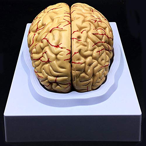 人間脳 模型 脳解剖模型 1：1スケール 4D人体模型 取り外し可能 高性能 実物大 8分解神経学モデル 解剖学 学習 現実的 汎用
