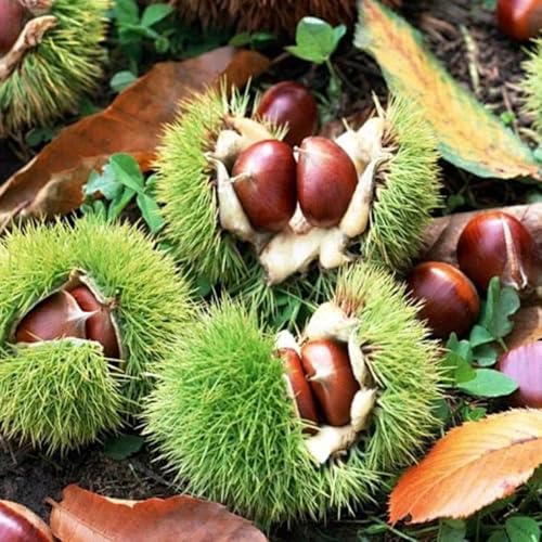semillas de castaño - castaño - balcón, exóticas resistentes de jardín 15pcs