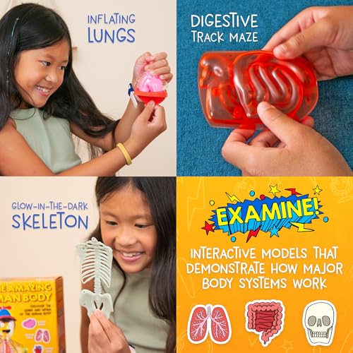 Image of Wow in The World The Amazing Human Body Kit by Thames & Kosmos, Interactive Mechanical Anatomy Model w /Pumping Heart, Lungs, Digestive Tract, Glow-in-The-Dark Bones, Brain & More, Science for Ages 4+