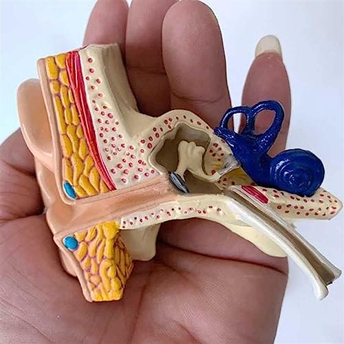 Modelo de anatomía del oído interno humano para estudiar anatomía 3