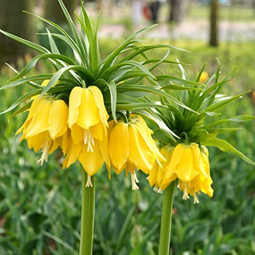 Yellow Imperial Crown Seeds