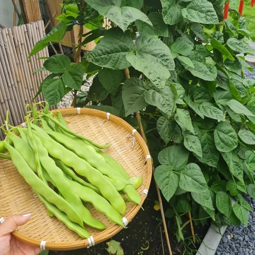 semillas de frijol casco - orgánicas variedades antiguas jardín cubren el suelo invernadero decorar 80pcs