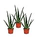 Produktbild Exotenherz - 3er Set - Aloe vera - ca. 2 Jahre alt - 10,5cm Topf