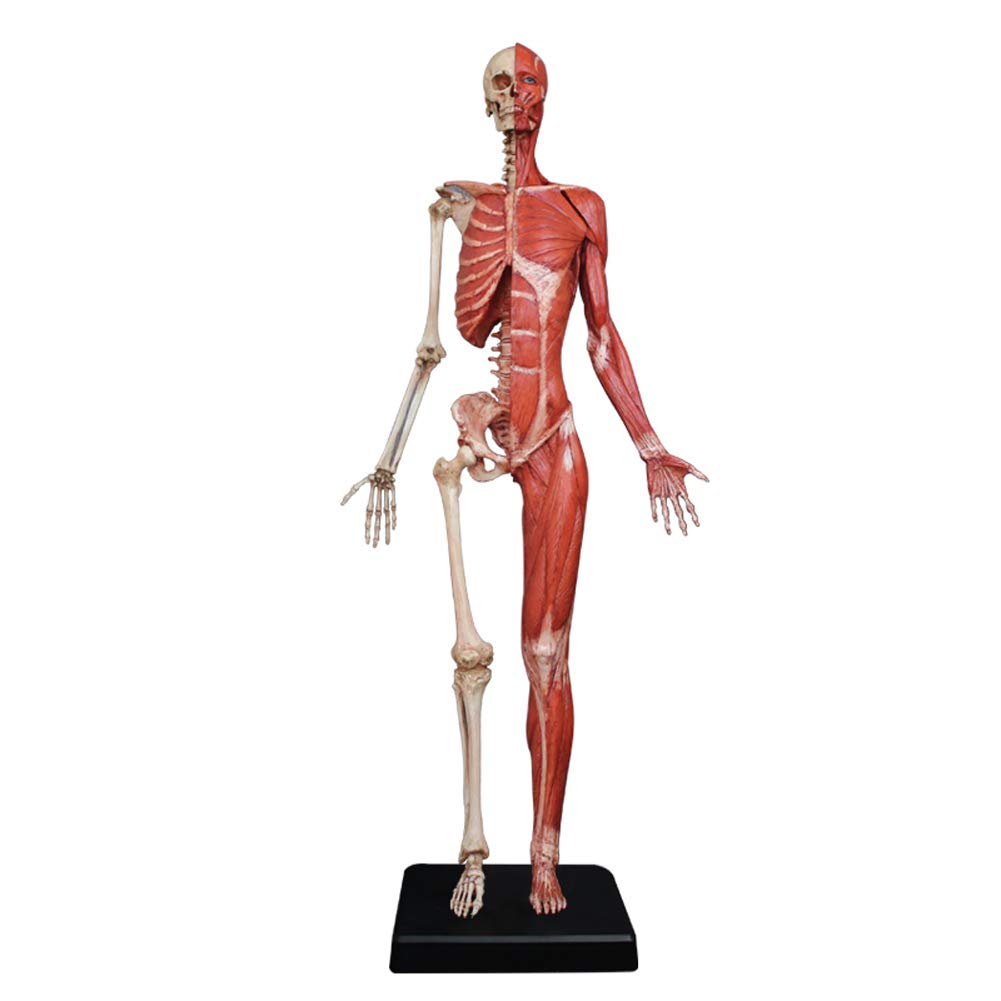 Model anatomiczny kobiecego mięśnia, kości i skóry Ecorché, model anatomiczny ludzkiego szkieletu mięśniowego, materiał