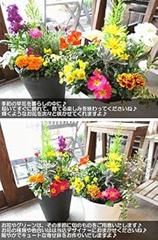 Amazon｜季節のおまかせ寄せ植え セラアート長鉢植え 8号鉢