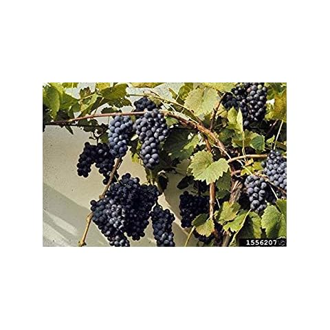 Riverbank Grape Seeds Cover