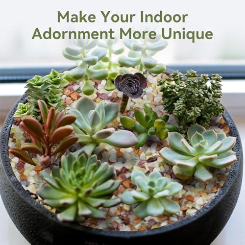 Image of Pulovin 2.5 lbs Pebbles for Indoor Plants, Succulent Rocks, 3 /8 inch Polished Pebbles for Bamboo, Vase, Terrarium, Natural Decorative Small River Rocks for Crafts, Cactus, Outdoor Garden Landscaping