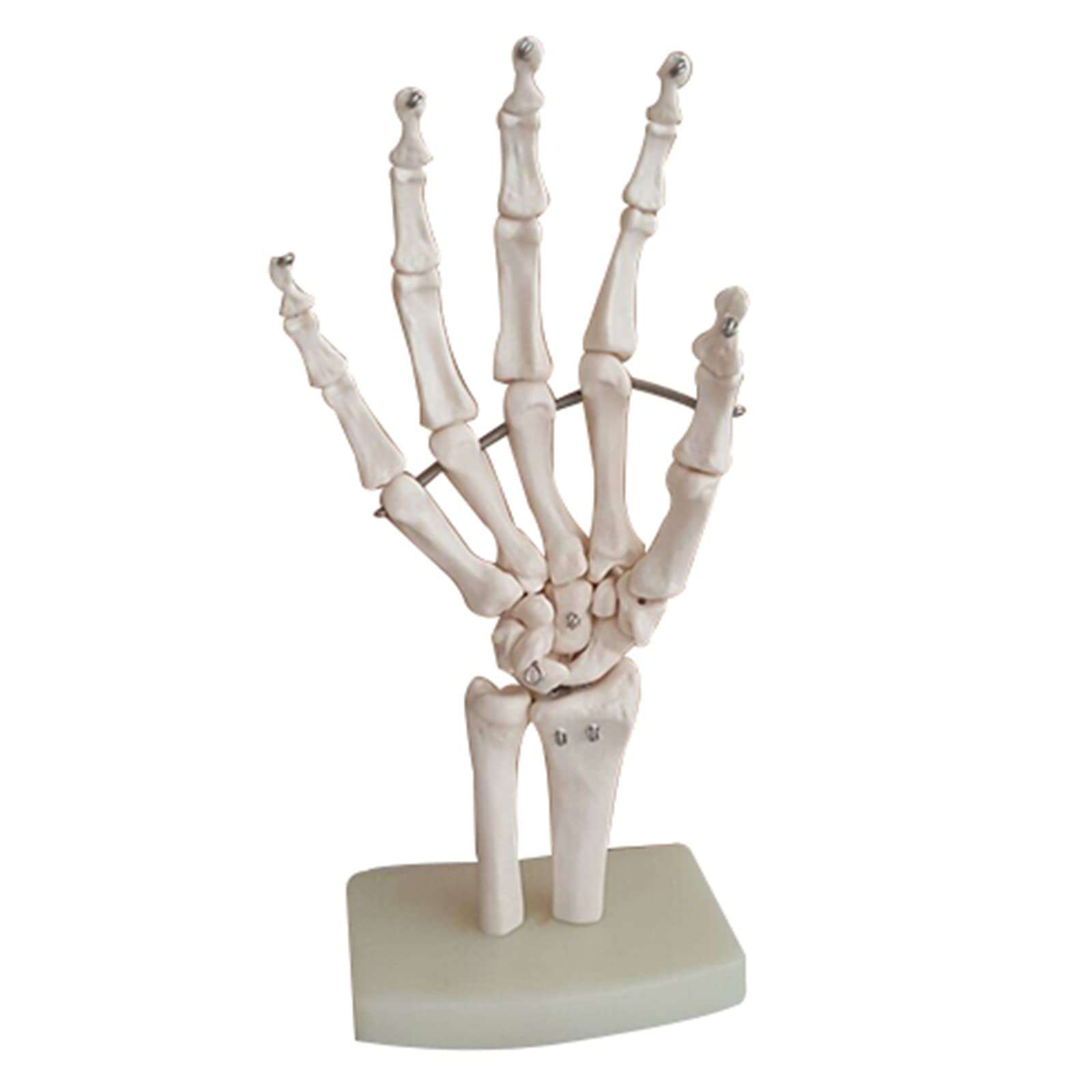 Modello anatomico a grandezza naturale con legamenti – modello di legamento dell'articolazione della mano umana – per insegnamento medico, forniture di laboratorio (A)