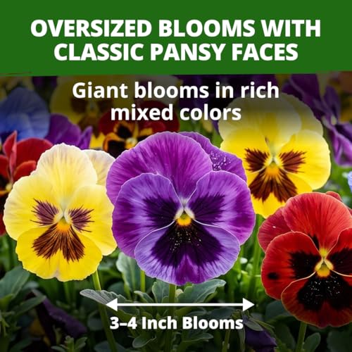 Image of HOME GROWN Pansy Swiss Giant | 3000 Flower Seeds for Planting Outdoors | Mixed Colors | Heirloom Non-GMO Viola Seeds | Cool-Season Fall & Spring Blooms | 2026