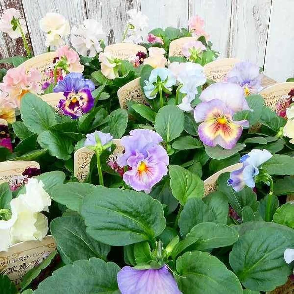 冬越しのモリモリ♥タグ付♥️フリル咲きパンジー♥ 妖艶なお色目　シエルブリエ フリル咲きパンジー 《シエルブリエ》 🟰花日和オリジナル🟰 虹のよう