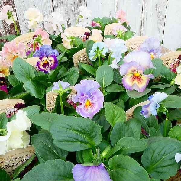 Amazon.co.jp: パンジー 苗 1ポット フリル咲き シエルブリエ 花色お