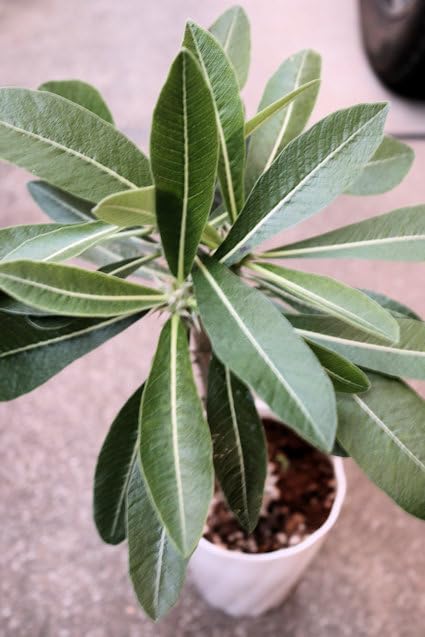 Amazon｜多肉植物 塊根植物 パキポディウム『デンシフローラム』4号