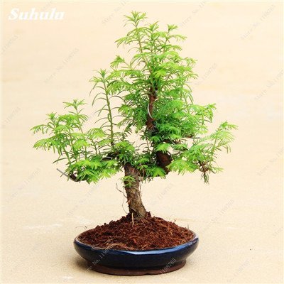 Happy Farm 30 Stück Mini Chinesisches Rotholz Samen Sequoia Bonsai-Baum Holly Samen der Stauden-Garten-Blumen Diy Gartenblumentöpfe 7 : Seeds Only