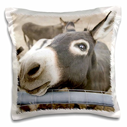 Our Best Bedding For Donkeys