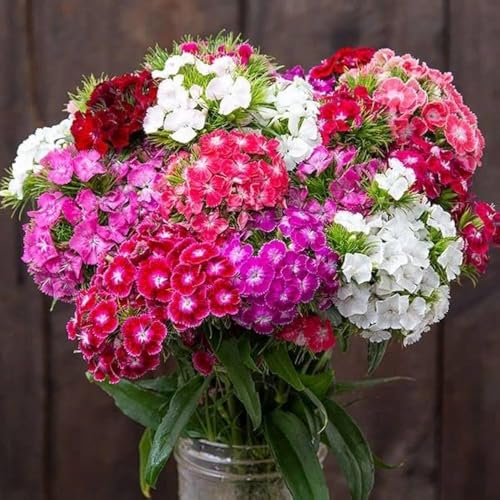 Image of Flower Seeds 8 Variety 50+ Each Acroclinium Dahlia Dianthus Gaillardia Gazania Morning Glory Nemophila Osteospermum Pansy Mixed Flower Seeds for Home Garden Balcony Terrace (all 8 Variety 400+)